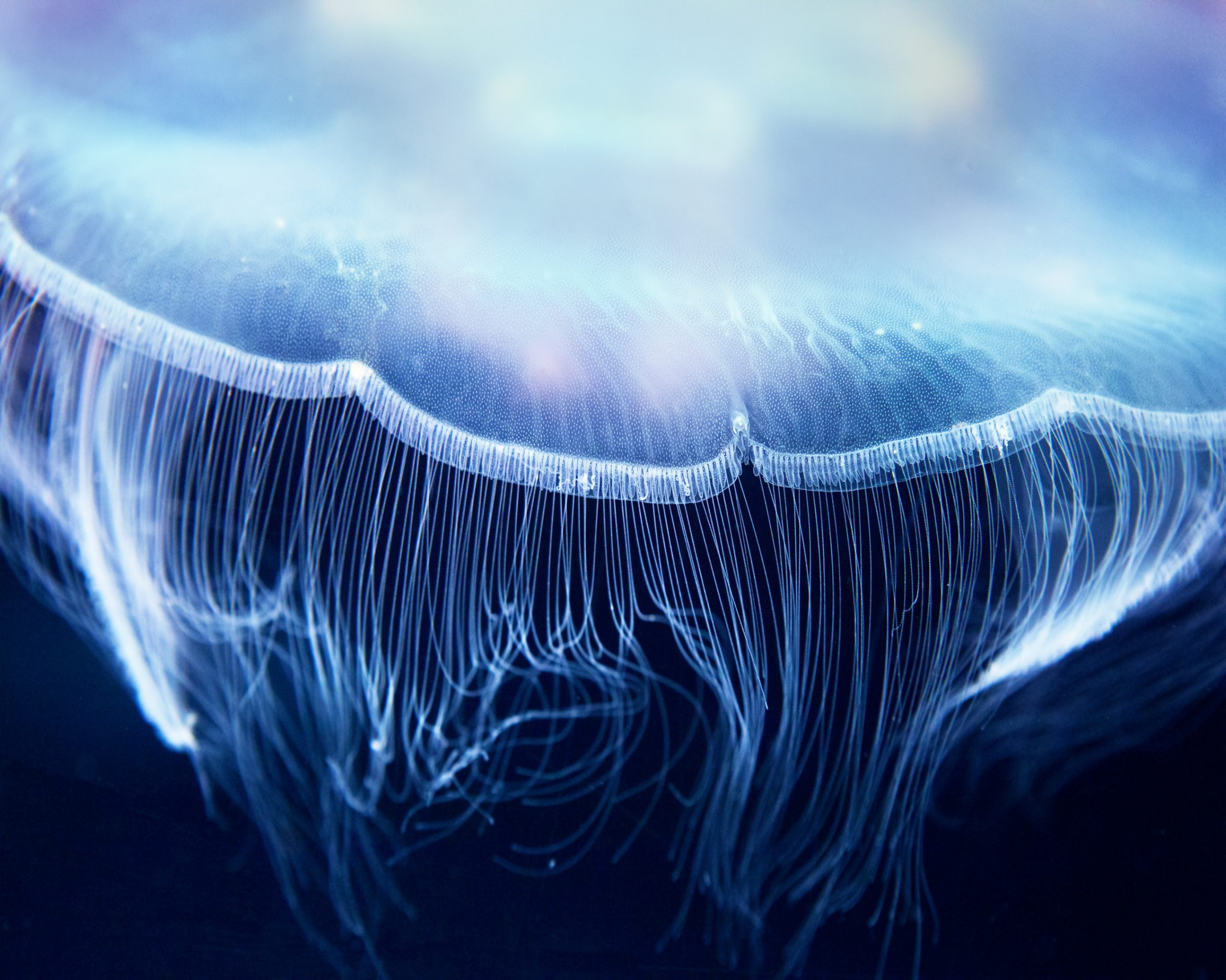 Aurelia,Jelly,Fish,(,(also,Called,Common,Jellyfish,,Moon,Jellyfish,