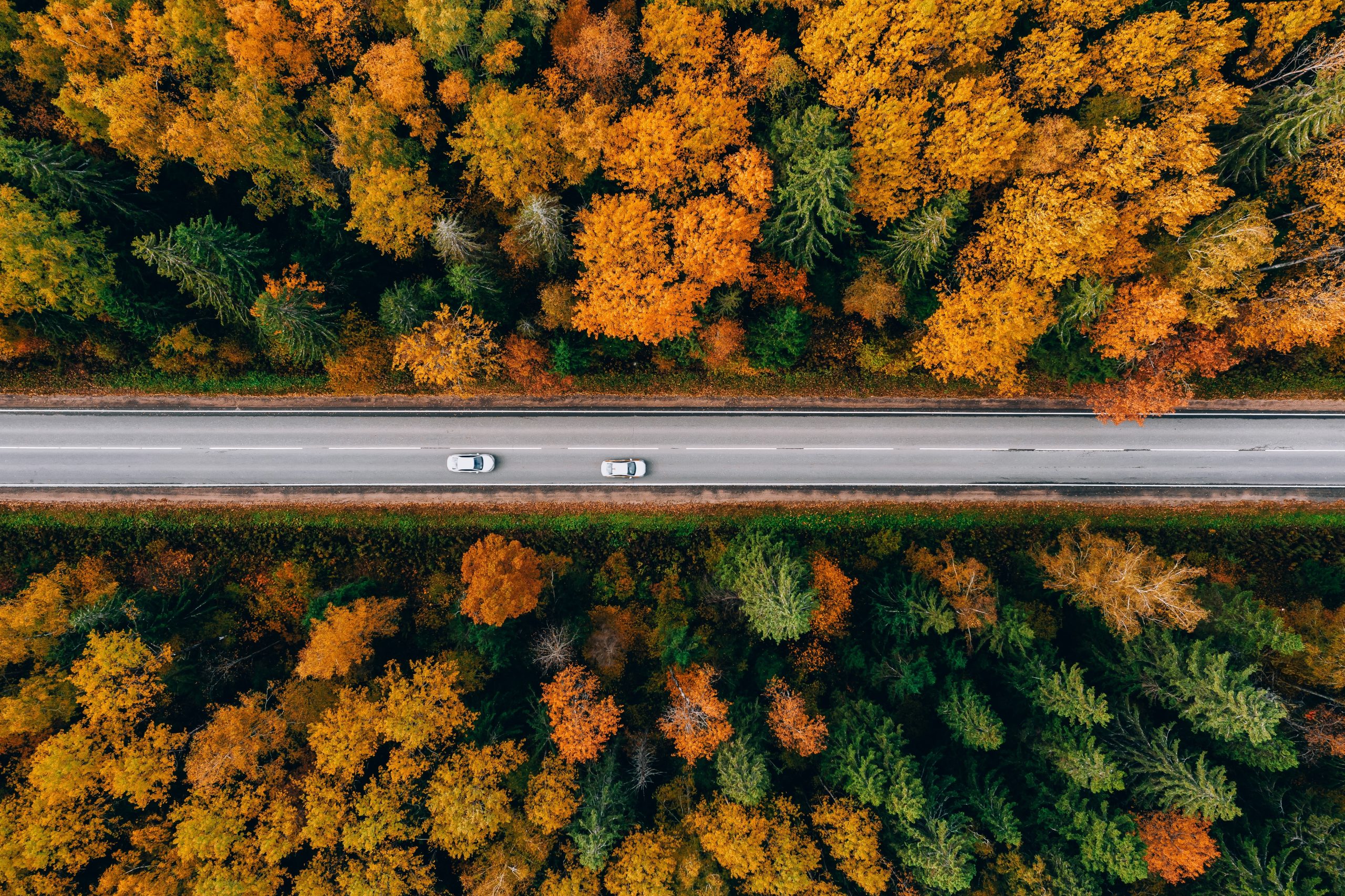 Aerial,View,Of,Asphalt,Road,With,Cars,And,Colorful,Fall